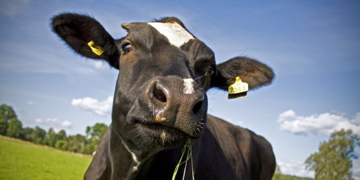 Detectado un caso de vaca loca en una explotación de Salamanca