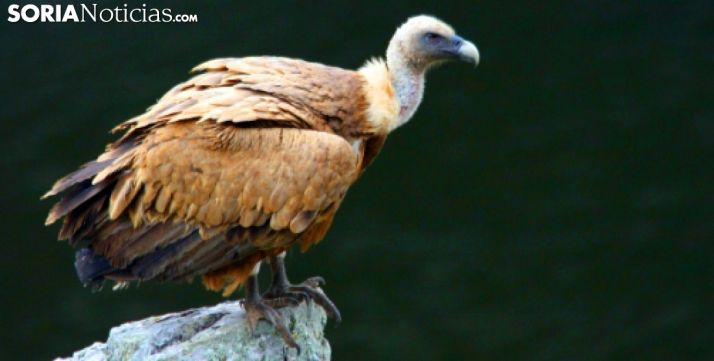 Seis meses por envenenar y matar a siete buitres y un alimoche en León