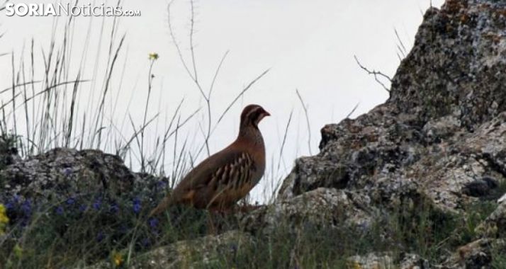 Una perdiz en un monte cercano a la capital. /SN