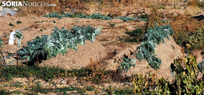 Canteros de cardo rojo en una huerta de Ágreda. /SN