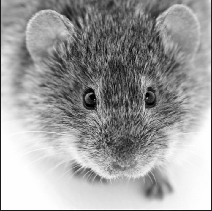 El topillo castellano, portada del mes de noviembre de una prestigiosa revista científica