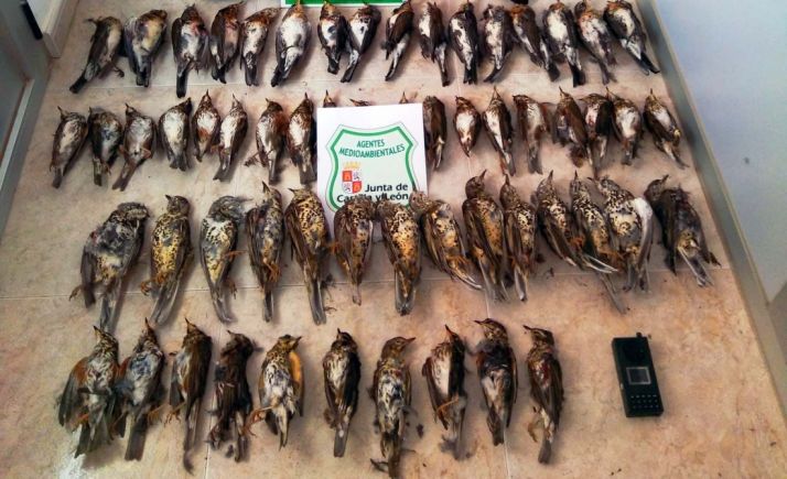 Aves abatidas decomisadas. /Jta.