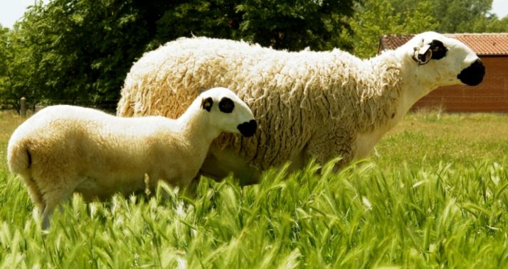 Una oveja de raza ojalada y su cordero en una explotación de la provincia. /SN