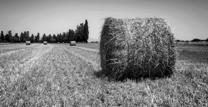 La región anticipa 790 M€ en ayudas a la PAC para 69.000 agricultores y ganaderos