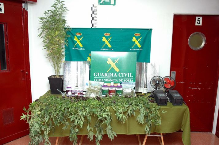 Las plantas halladas y decomisadas por la Guardia Civil. /GC