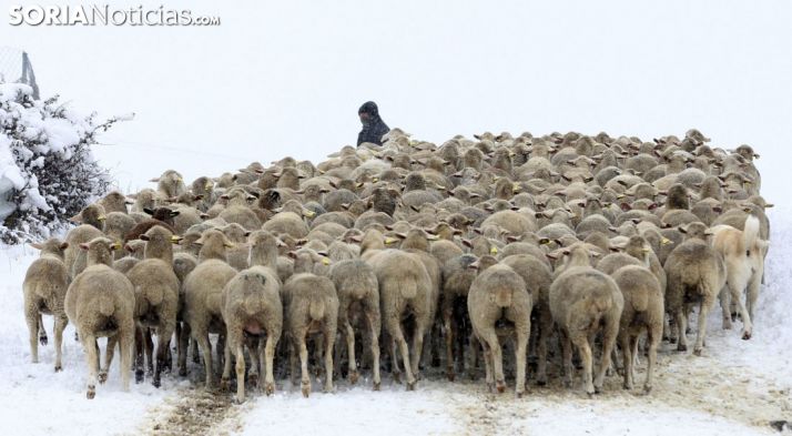 Merinas en Tierras Altas durante una nevada. /SN