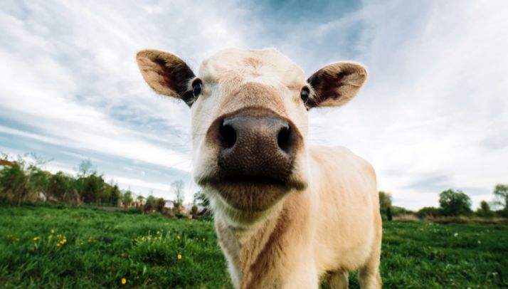 2,5 M€ en ayudas para fortalecer el sector agrícola y ganadero en la cadena alimentaria