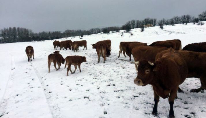-16.5 ºC Soria marca la temperatura mínima de España