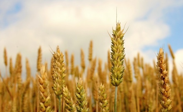 17.300 controles garantizan la seguridad de los cultivos agrícolas