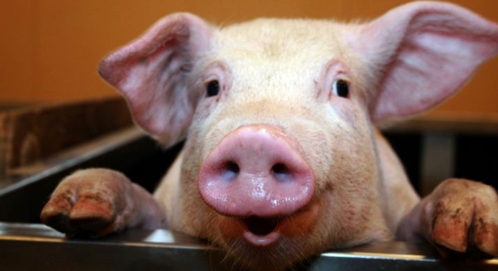 Icpor Soria, la empresa que más factura de la provincia