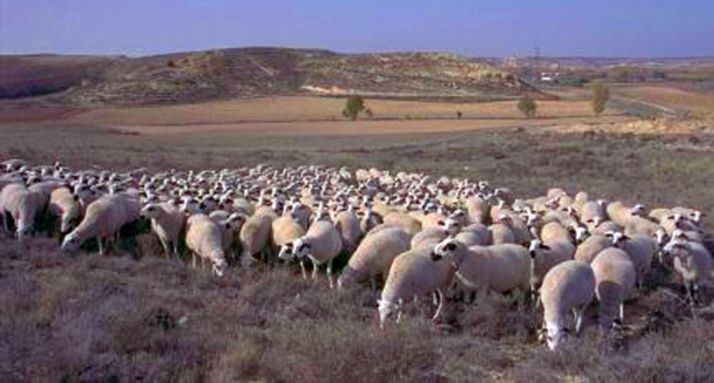 Ganado ojalado en la zona de San Esteban. /ANCRO