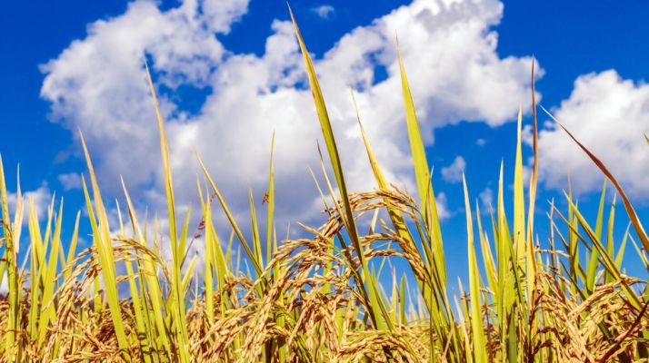 Ya se pueden presentar presentar las solicitudes de ayudas directas de la PAC 2018