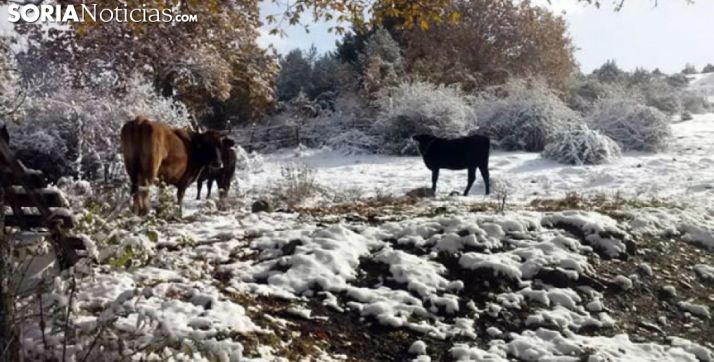 Ganado vacuno en el monte tras una nevada./SN