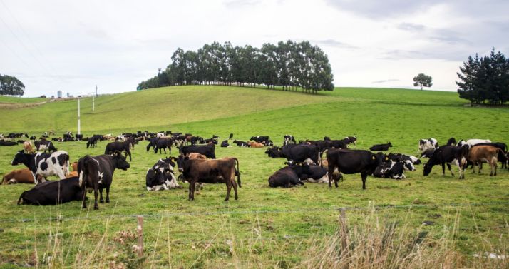 Una explotación extensiva de vacuno. 