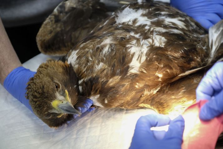 Centro de recuperación de fauna silvestre de Castilla y León.