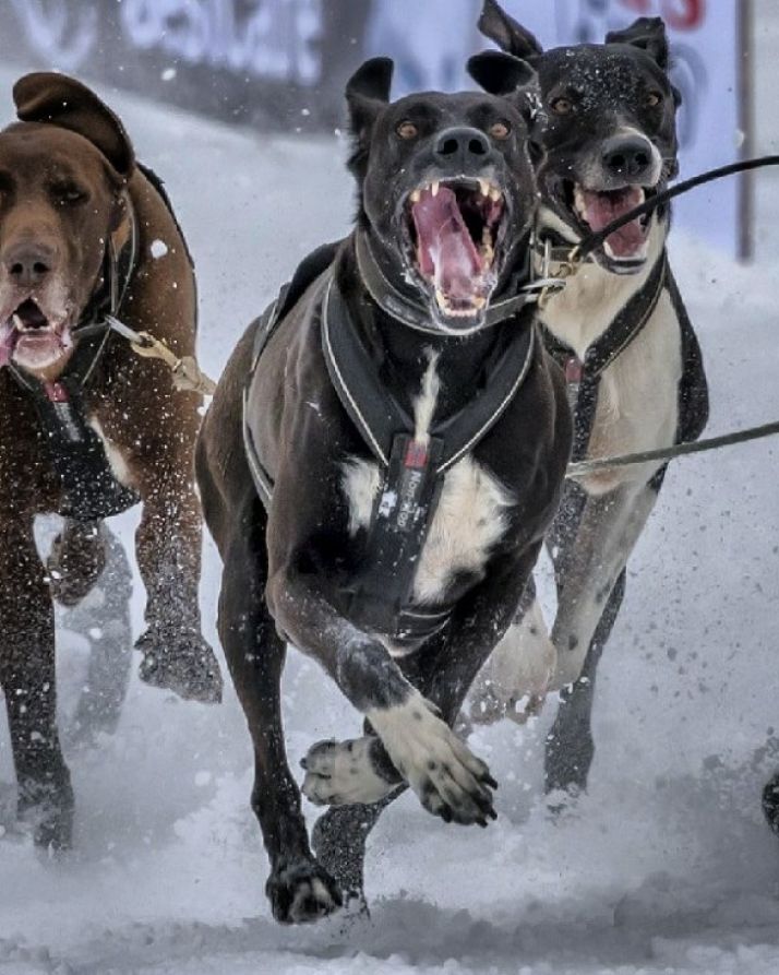 Jorge García tira del trineo con perros.