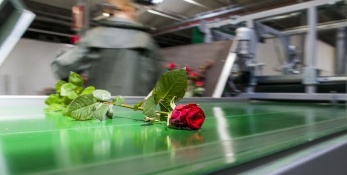 Una rosa tras el proceso de selección en las instalaciones de Garray. /AR