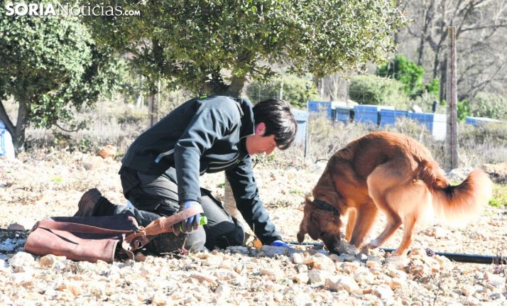 Dictaminadas ayudas provinciales para cultivos de trufa por 50.000 €
