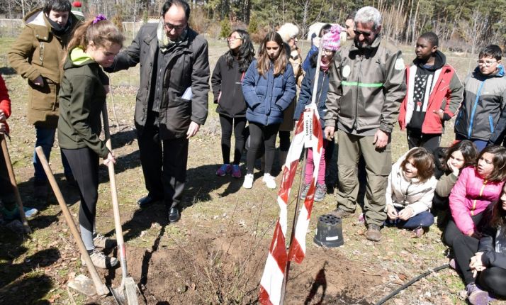 Una imagen de la plantación en el paraje soriano. /Jta.