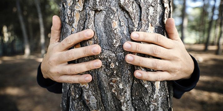 Las Casas del Parque de CyL celebran el Día del Árbol