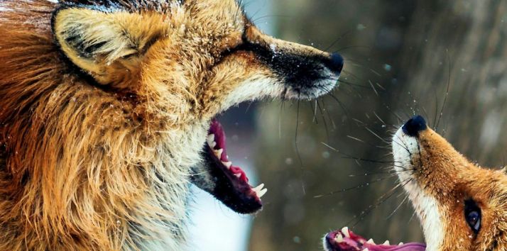 Un detalle del cartel anunciador.