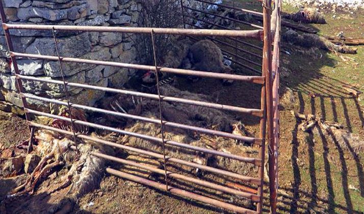 Algunas de las reses encontradas sin vida. /Subdeleg.