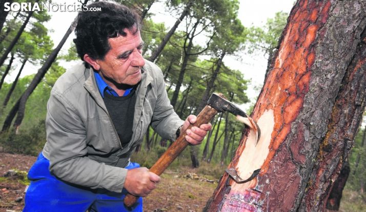 Un resinero en un pinar de Almazán. /SN