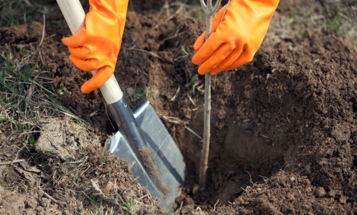 Arbustos ‘rescatados’ de Navidad repoblarán las laderas del Castillo
