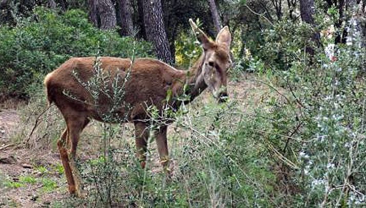 La cierva, antes de su traslado.