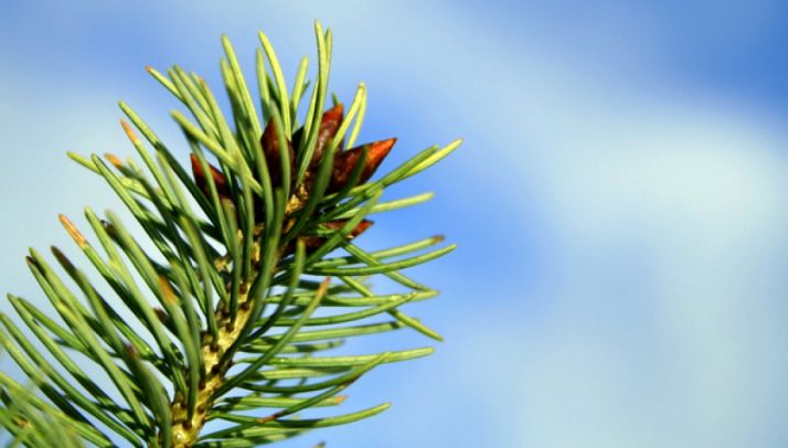 Cesefor organiza el I Foro de Bioeconomía Forestal 