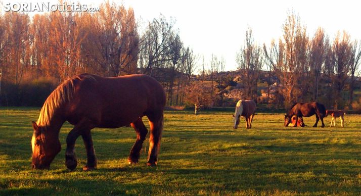 Cabezas de equino pastando en Valonsadero. /SN