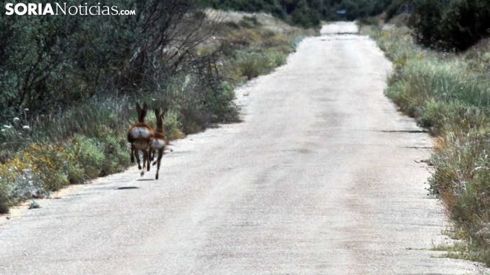 Dos corzos en una carretera provincial. /SN