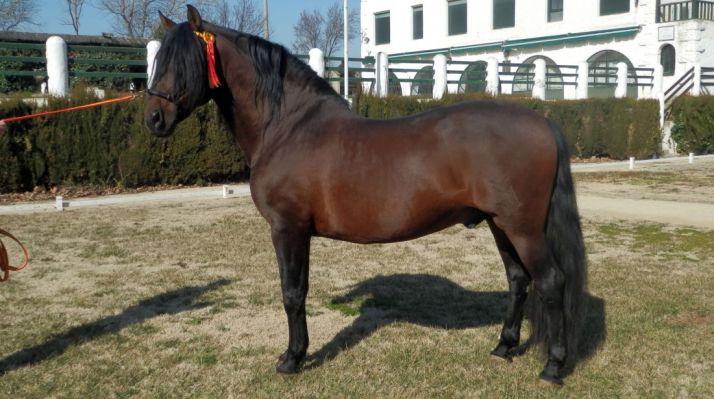 Los reproductores de cría caballar del Ejército, en Covaleda hasta el 8 de junio