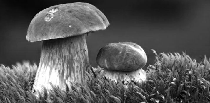 La convocatoria, a las once en el Campus.