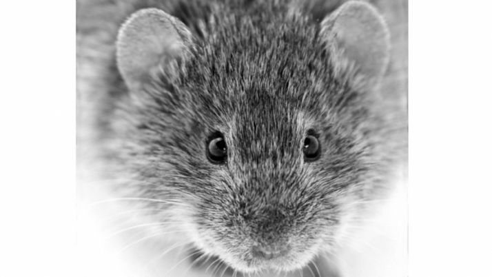 Un topillo castellano en una imagen de la UVa.