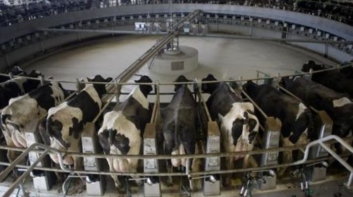 UPA insiste en su rechazo a las macrogranjas de vacas