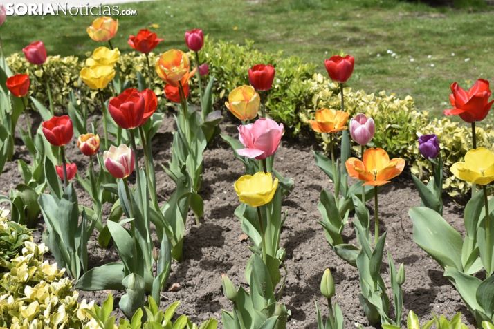 La primavera llega a la Dehesa. 