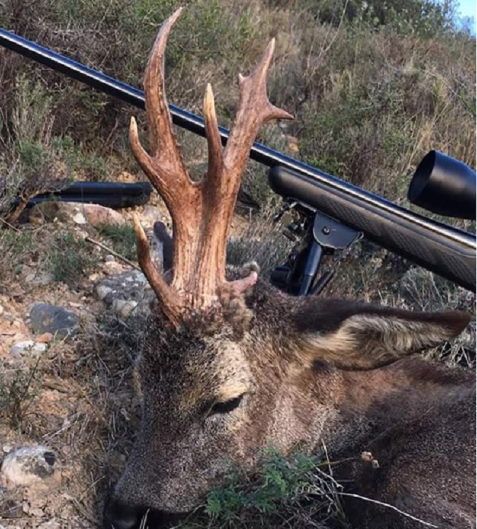 ¿Existen los unicornios? En Soria podría haber confusiones