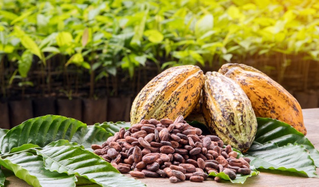 El cacao natural, muy apto para niños y jóvenes 