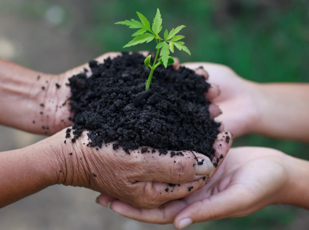 Día del Árbol en Golmayo
