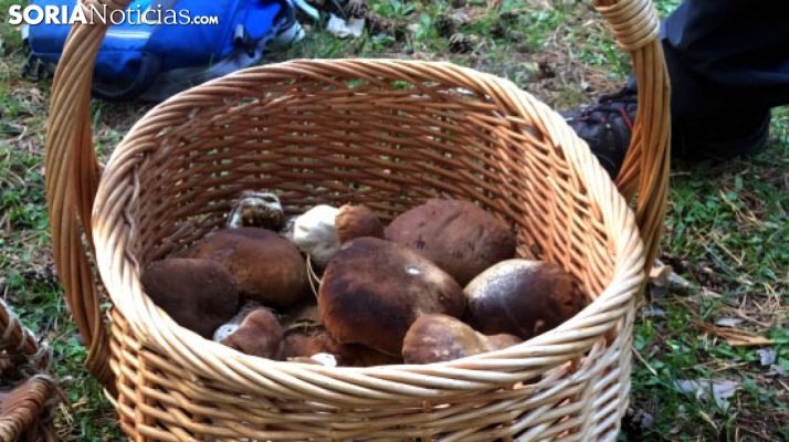 Covaleda aprueba su ordenanza micológica