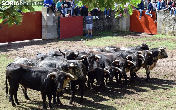 Los novillos de San Juan 2017 tras ser desembarcados en Valonsadero. /SN