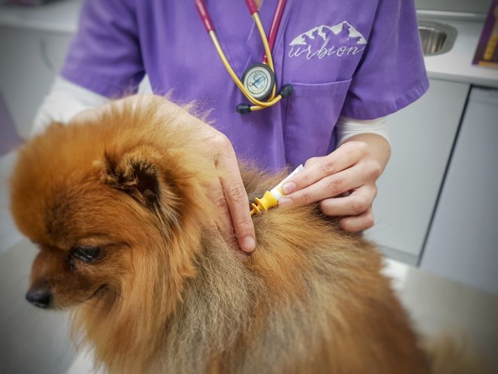 Tratamiento de la leishmaniosis. Servicios Veterinarios Urbión. 