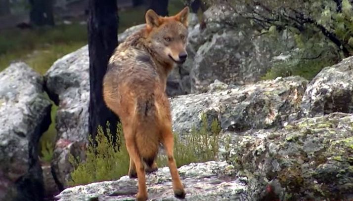 Un ejemplar de lobo ibérico en un monte de CyL.