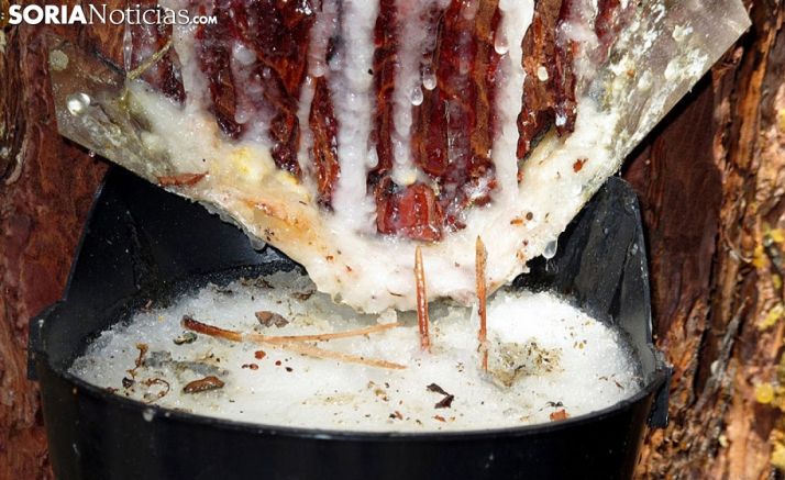 Un corte en un pino en la recolección de miera. /SN