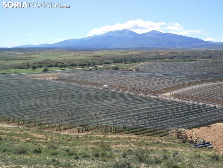 Huertos en Valverde de Ágreda. Manzanos. 