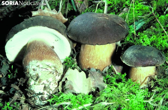 Setas. Imagen de archivo. 