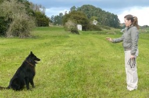 Curso de educación canina en Soria