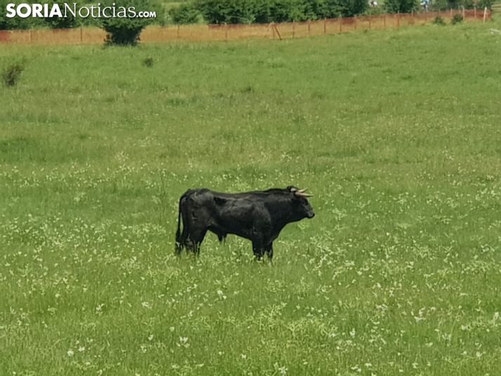 El toro rezagado, en un corral junto al camino de Pedrajas. SN