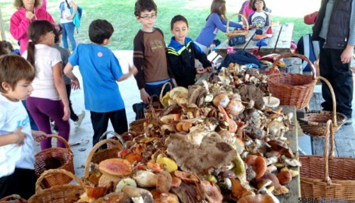 Jornada micológica en el centro escolar CRA Pinar Grande.